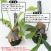 コウモリラン 育成個体 プラティセリウム・ネザーランド 苔玉 観葉植物 訳あり