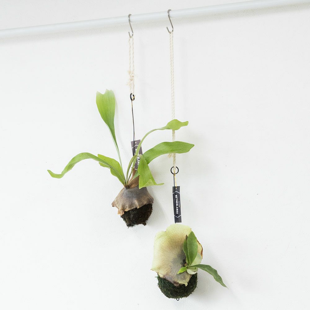 コウモリラン 育成個体 プラティセリウム・ネザーランド 苔玉 観葉植物 訳あり