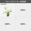 コウモリラン 育成個体 プラティセリウム・ネザーランド 苔玉 観葉植物 訳あり