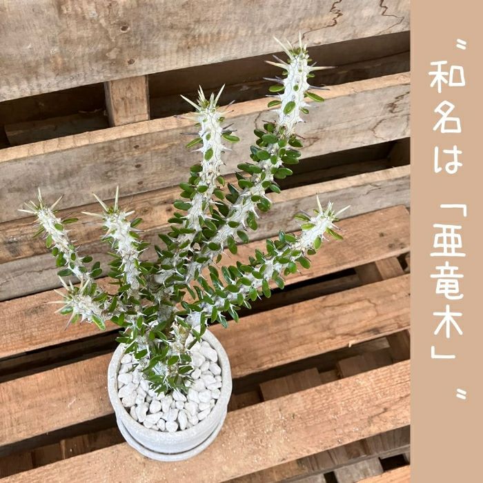 観葉植物現品販売