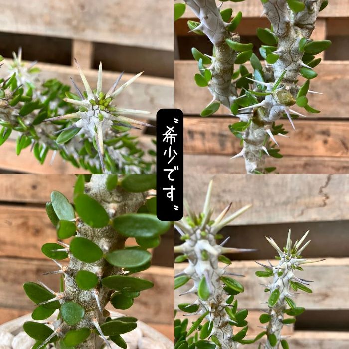 観葉植物現品販売