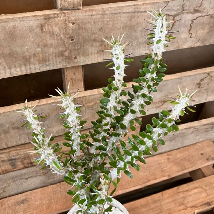 観葉植物現品販売