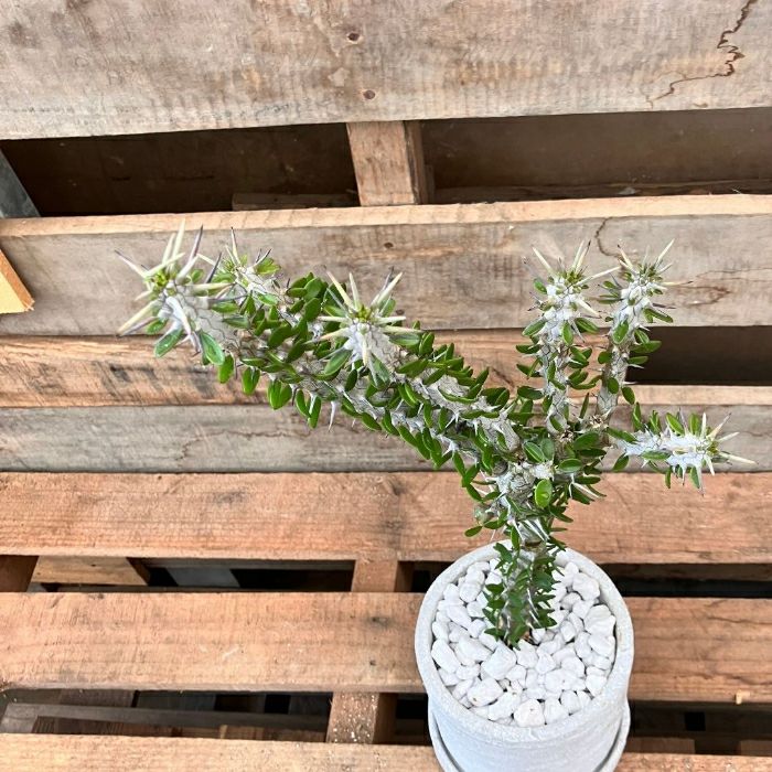 観葉植物現品販売