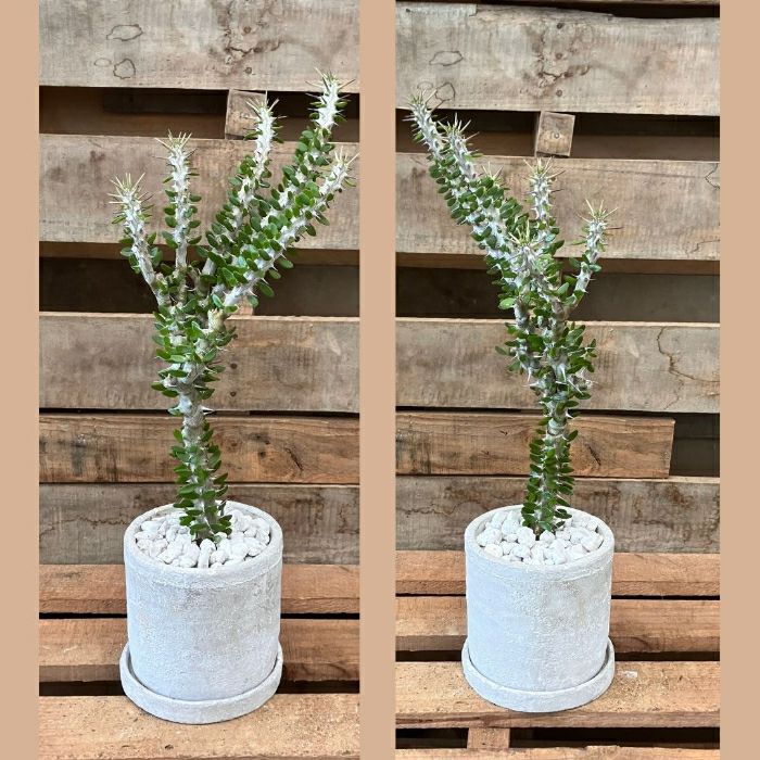 観葉植物現品販売