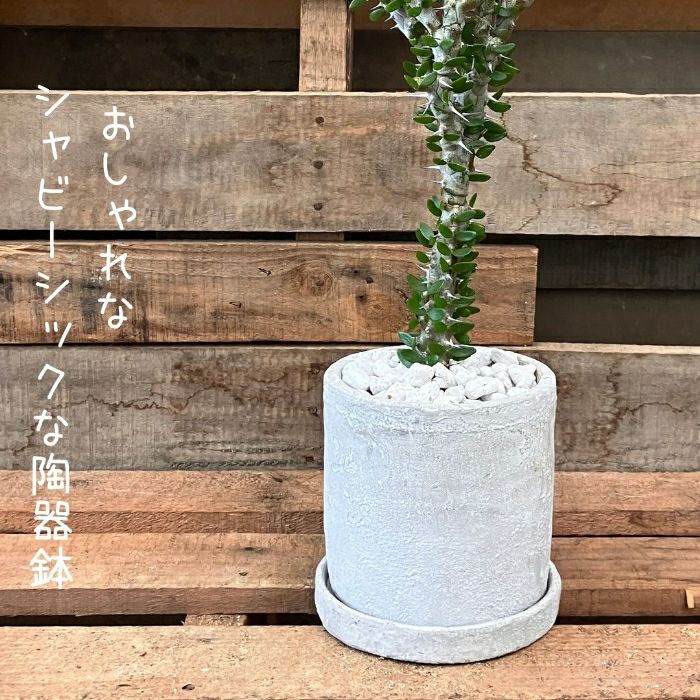 観葉植物現品販売