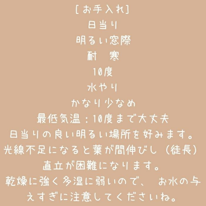 観葉植物現品販売