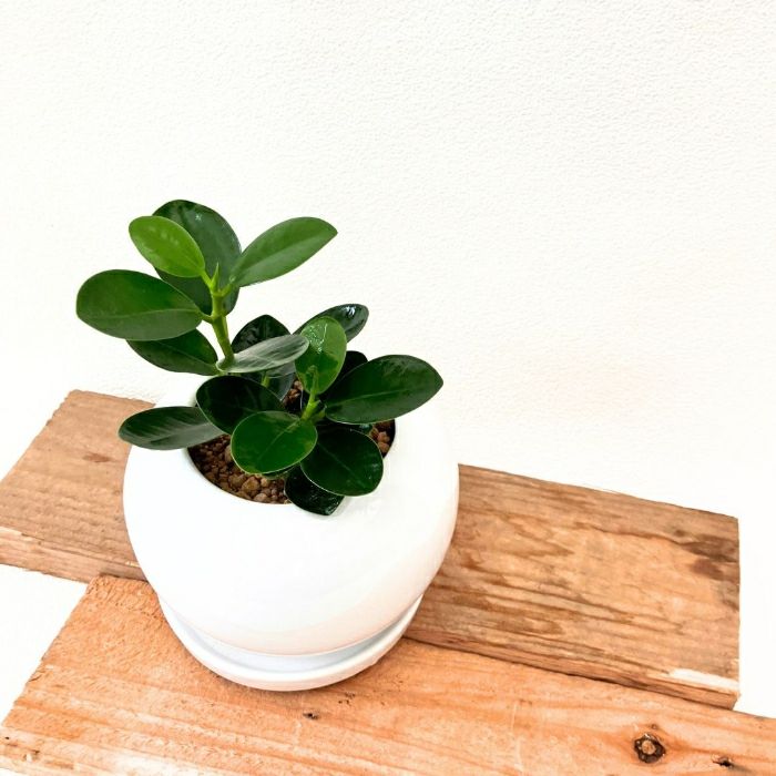 観葉植物現品販売