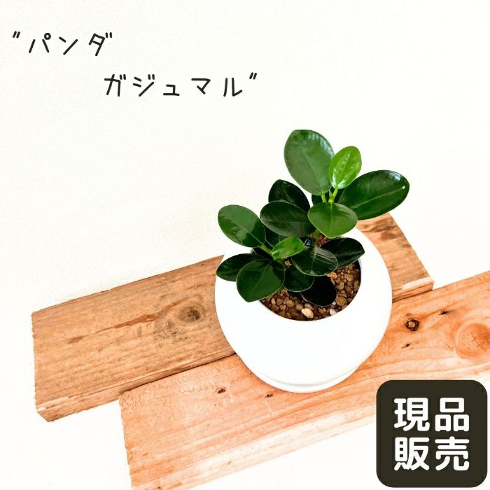 観葉植物現品販売