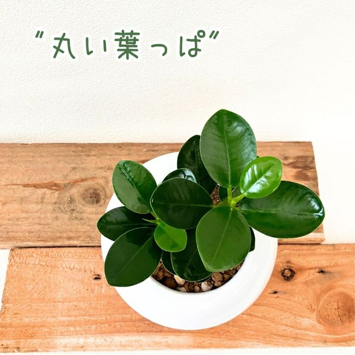 観葉植物現品販売