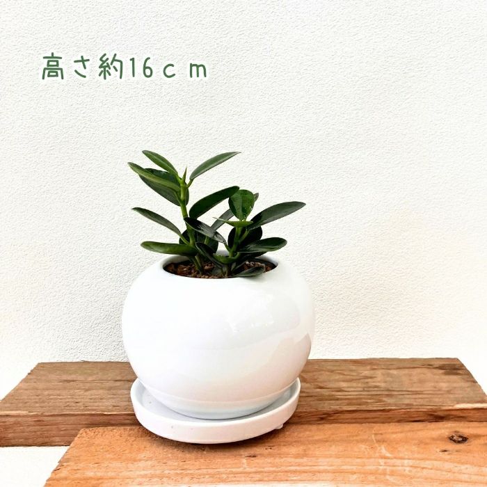 観葉植物現品販売