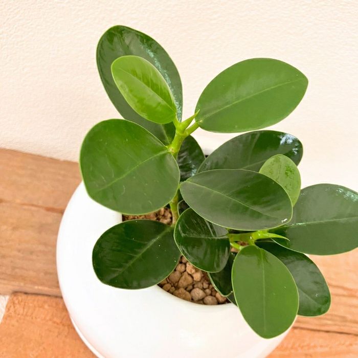 観葉植物現品販売