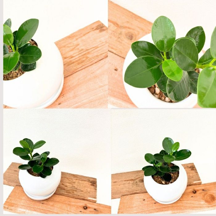 観葉植物現品販売