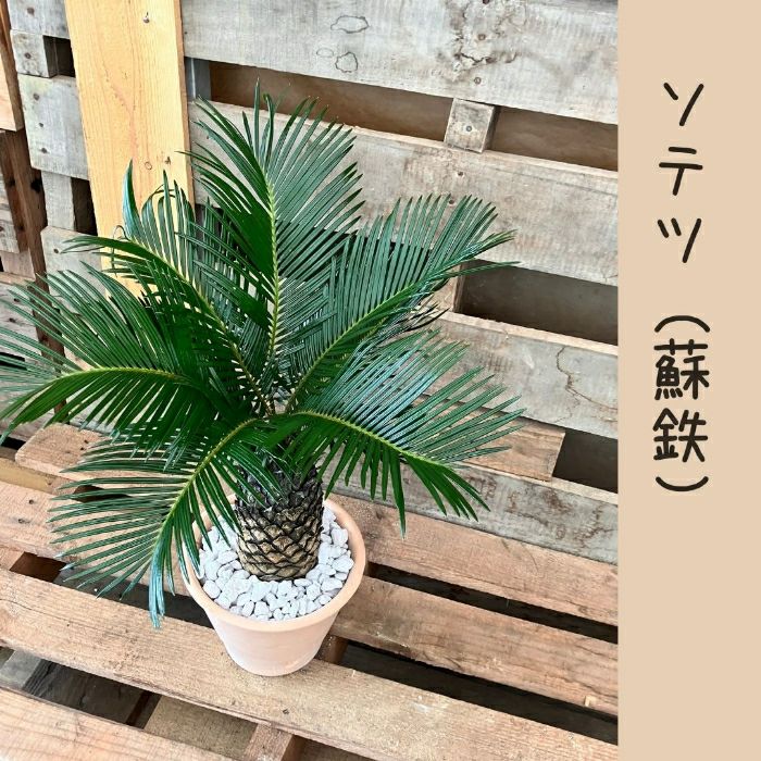 観葉植物現品販売