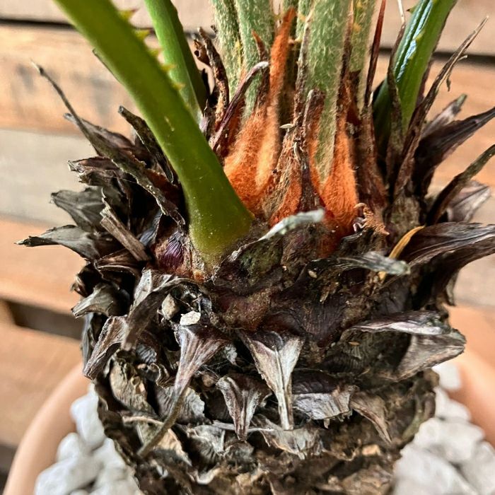 観葉植物現品販売