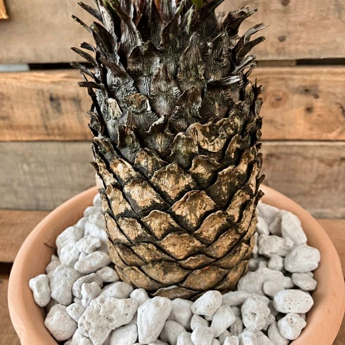 観葉植物現品販売