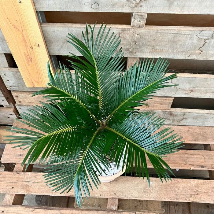 観葉植物現品販売