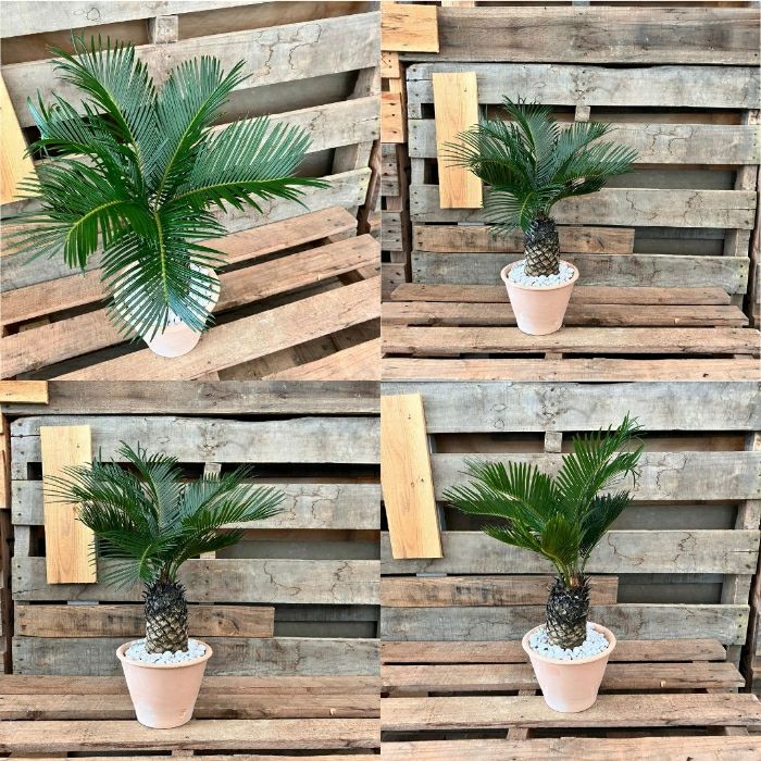 観葉植物現品販売