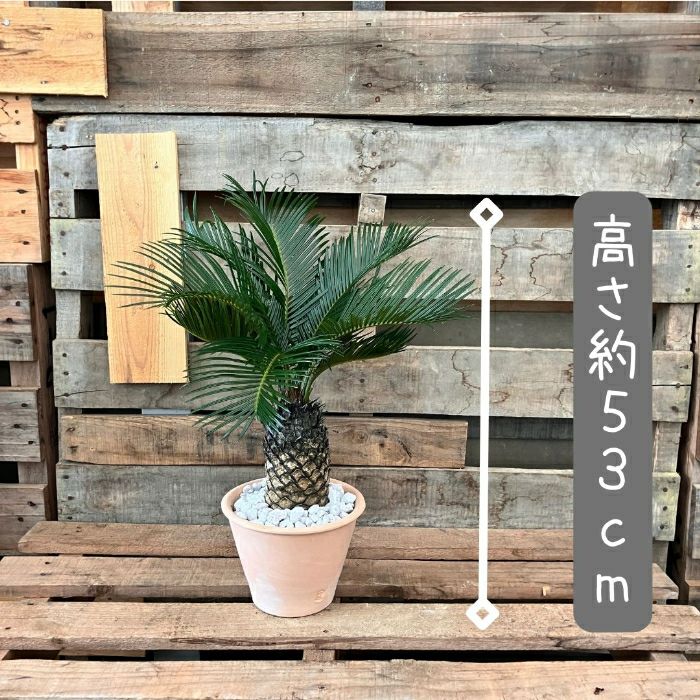 観葉植物現品販売