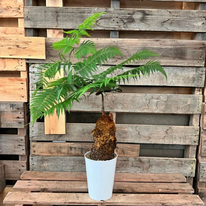 観葉植物現品販売