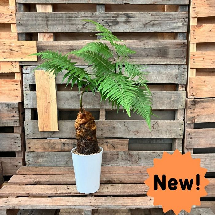 観葉植物現品販売