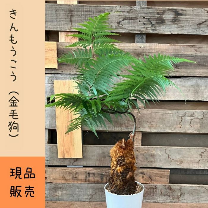 観葉植物現品販売