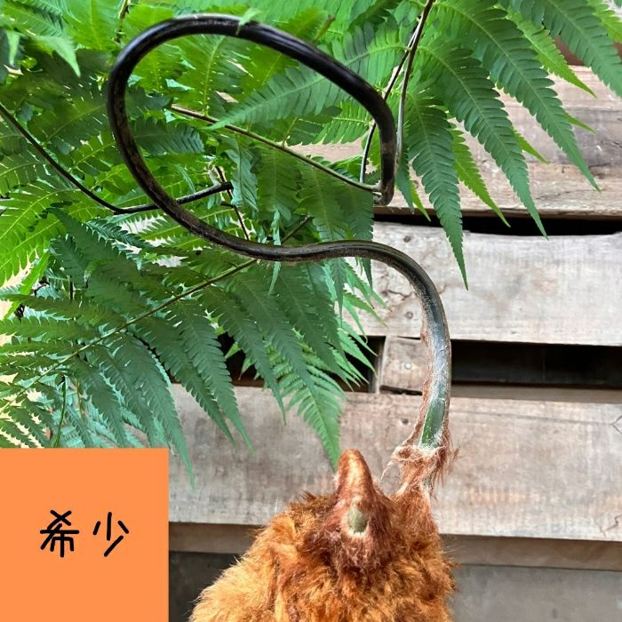 観葉植物現品販売