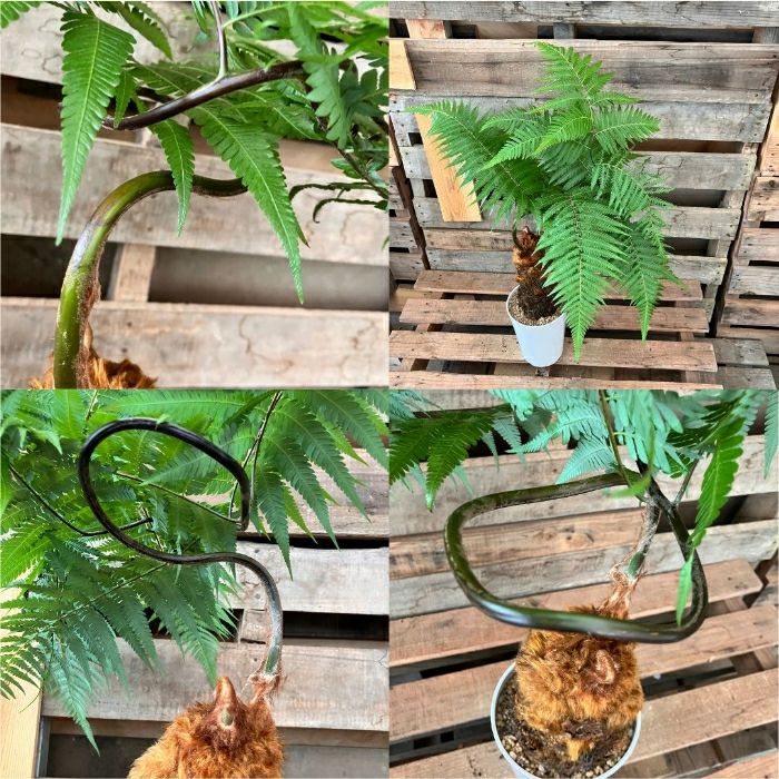 観葉植物現品販売