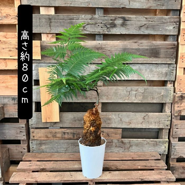 観葉植物現品販売