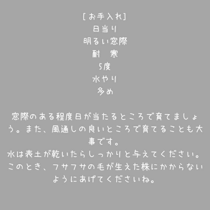 観葉植物現品販売