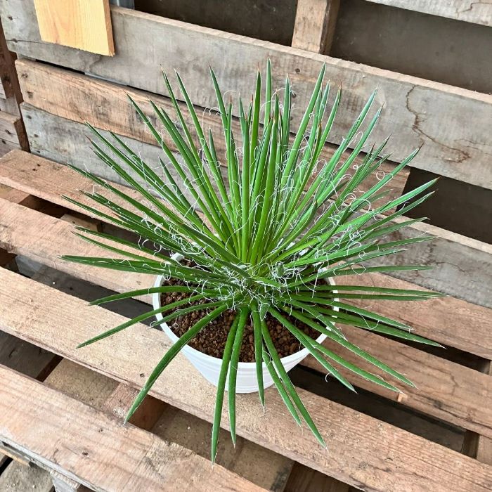 観葉植物現品販売