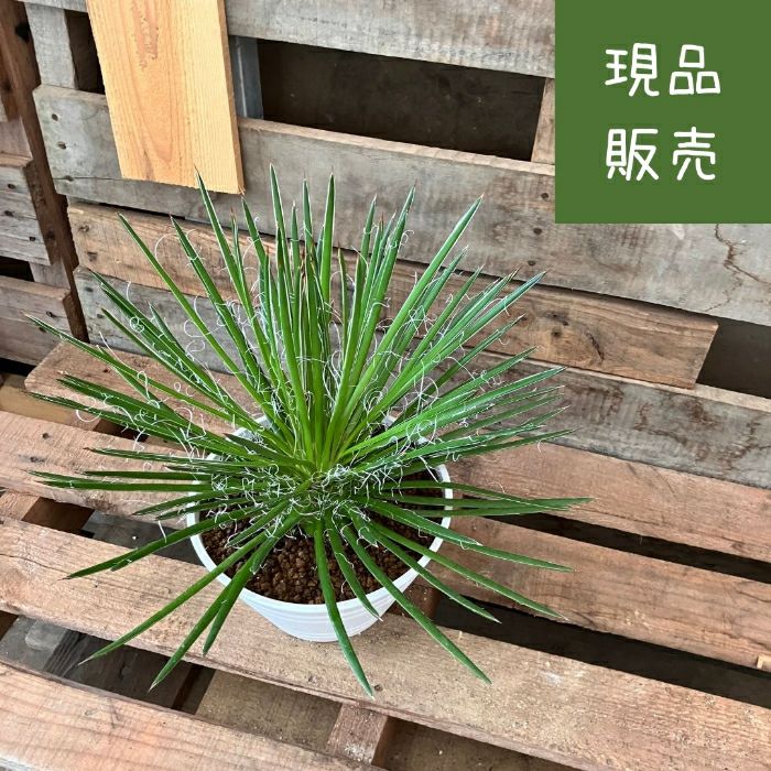 観葉植物現品販売