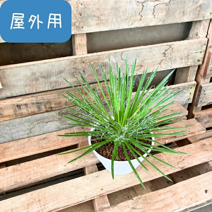 観葉植物現品販売
