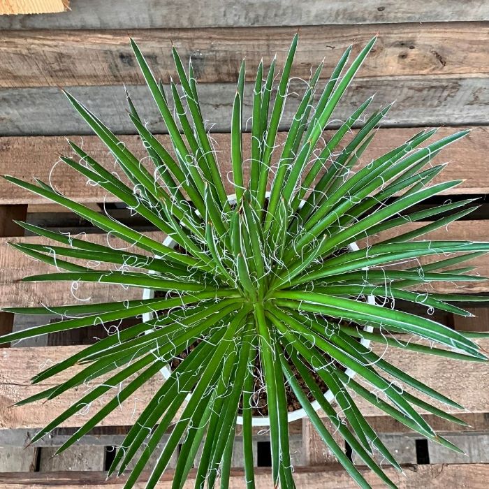 観葉植物現品販売