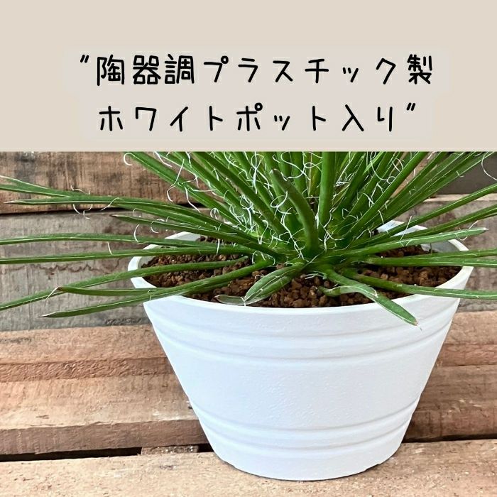 観葉植物現品販売