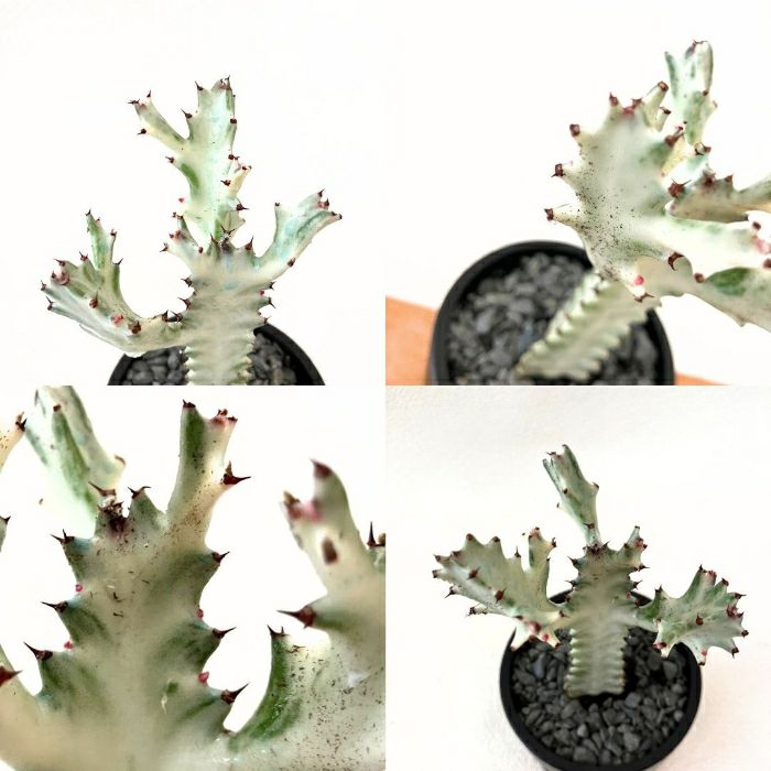 観葉植物現品販売