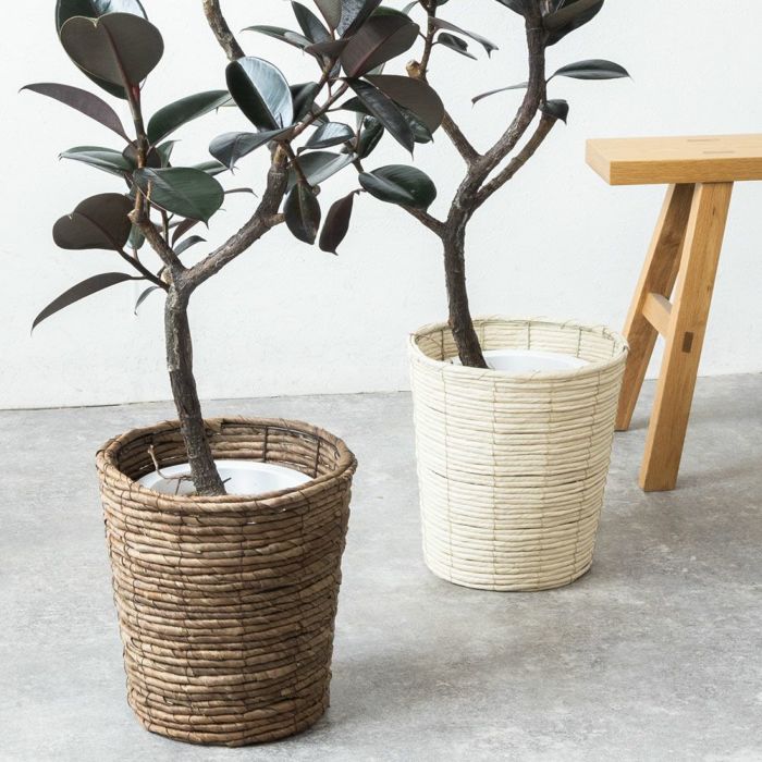 フィカス・バーガンディ 7号鉢 曲がり樹形 観葉植物