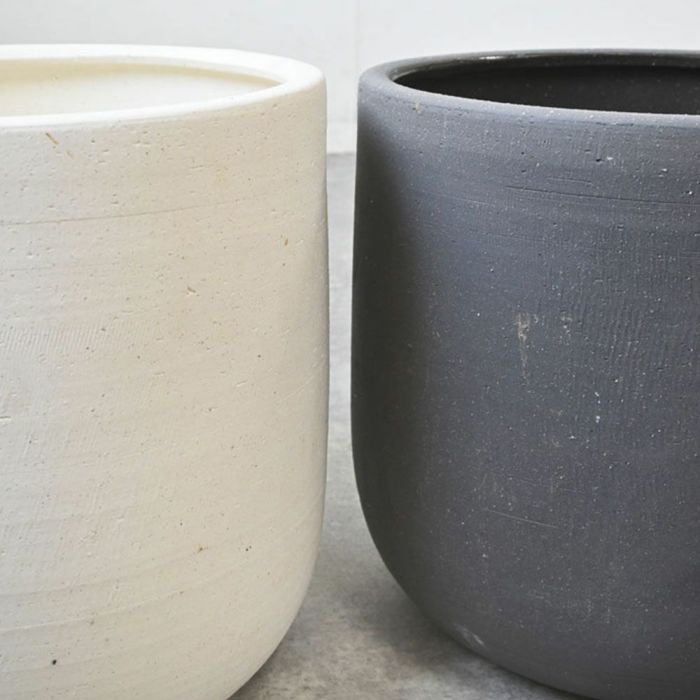 フィカス・バーガンディ 7号鉢 陶器ポット (ルーケト) 鉢カバー付き 曲がり樹形 ユーポット入り 観葉植物