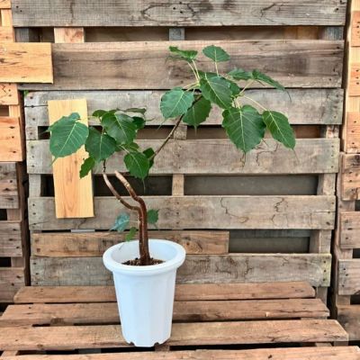 観葉植物 【現品】 希少 1点もの インドボダイジュ（フィカス