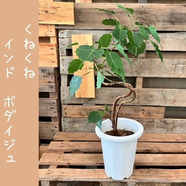 観葉植物 【現品】 希少 1点もの インドボダイジュ（フィカス