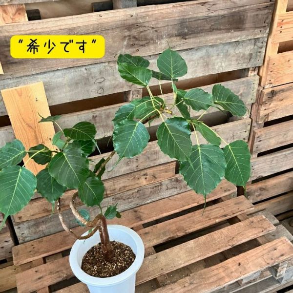 フィカス・レリジオーサ　インドボダイジュ　希少　送料無料 フィカス・レリジオーサ インドボダイジュ 希少 送料無料