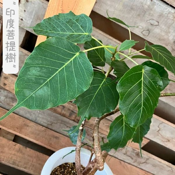 フィカス・レリジオーサ　インドボダイジュ　希少　送料無料 観葉植物 【現品】 希少 1点もの インドボダイジュ（フィカス