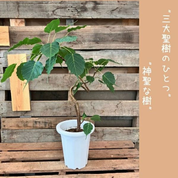 インドボダイジュ　4【現品】観葉植物　室内　6号 インドボダイジュ 4【現品】観葉植物 室内 6号