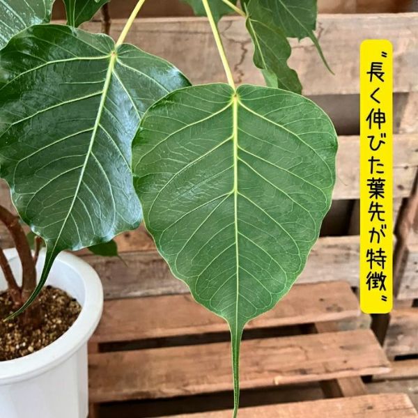 観葉植物 【現品】 希少 1点もの インドボダイジュ（フィカス