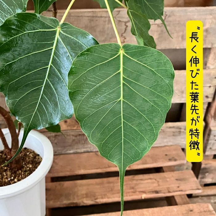 観葉植物現品販売