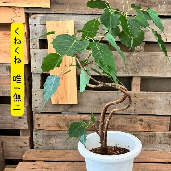 観葉植物 【現品】 希少 1点もの インドボダイジュ（フィカス