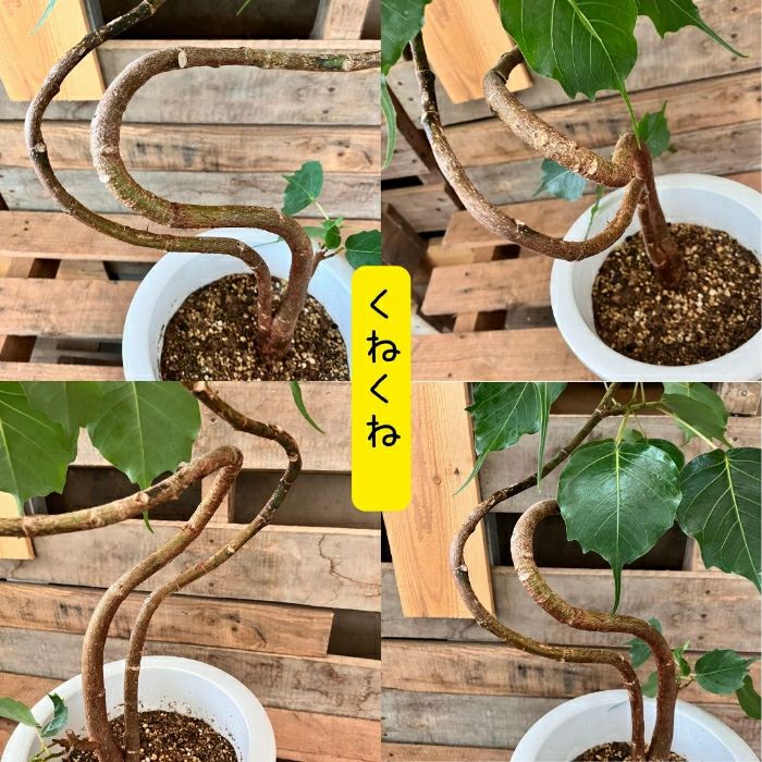 観葉植物現品販売