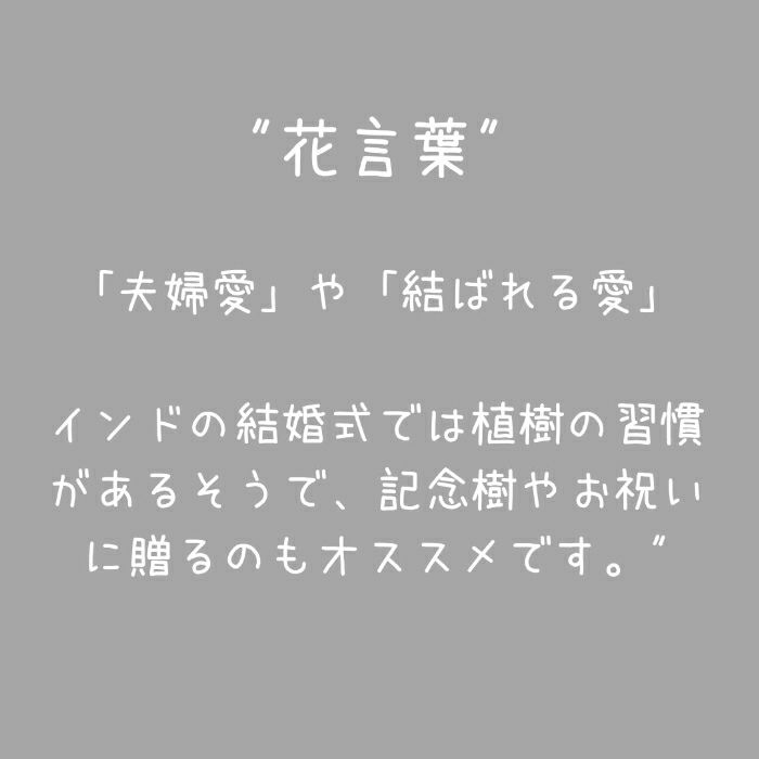 観葉植物現品販売