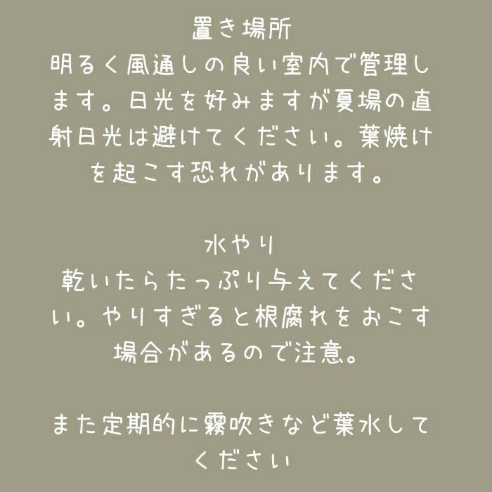 観葉植物現品販売