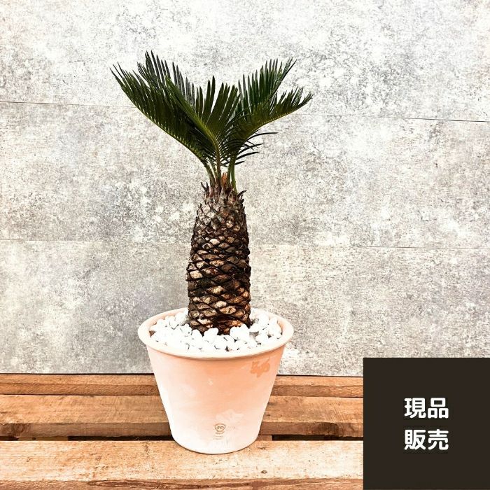 観葉植物現品販売