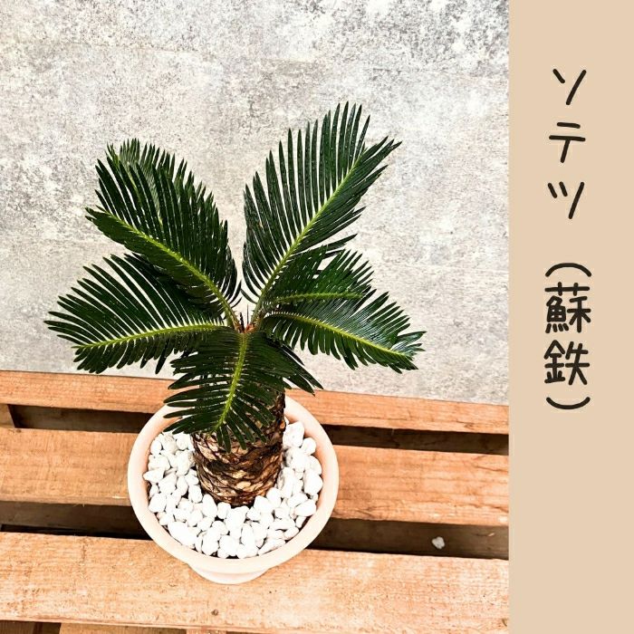 観葉植物現品販売